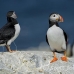 puffin_atlantic_msi_h_1125_can0745.jpg